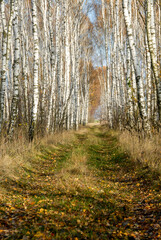 Birch forest on a sunny day, Poleski National Park, Poland