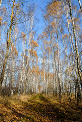 Birch forest on a sunny day, Poleski National Park, Poland