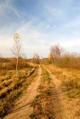 Fototapeta na wymiar Sandy dirt road, Poleski National Park, Poland