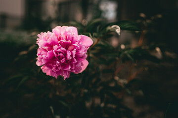 Blooming peony bud on amber background.