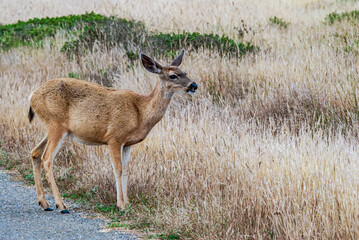 Mule Deer (Odocoileus hemionus) in Bodega Bay area, California, USA