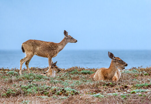 Mule Deer (Odocoileus hemionus) in Bodega Bay area, California, USA