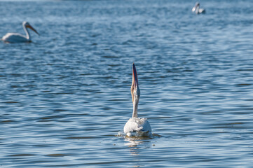 American White Pelicans (Pelecanus erythrorhynchos) on Salton Sea, Imperial Valley, California, USA