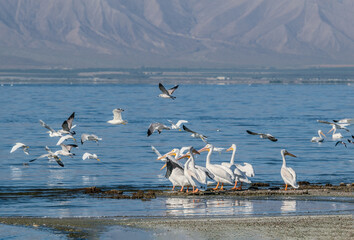 American White Pelicans (Pelecanus erythrorhynchos) on Salton Sea, Imperial Valley, California, USA