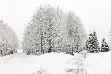 Winter landscape in a park with colorful trees and lots of snow