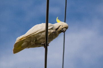 A Cute moment of cockatoo bird on the powerline cable with blue sky at the background.