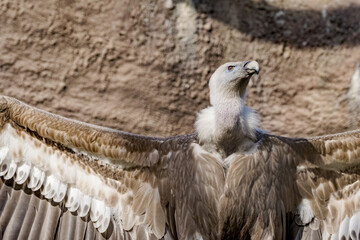Griffon Vulture (Gyps fulvus) in the foothills of Caucasus, Republic of Dagestan, Russia