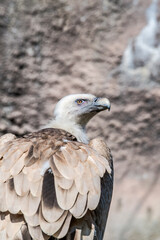 Griffon Vulture (Gyps fulvus) in the foothills of Caucasus, Republic of Dagestan, Russia