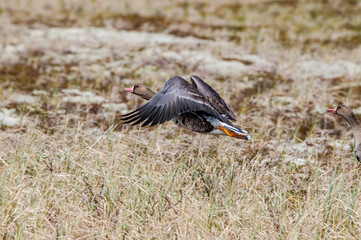 Greater White-fronted Goose (Anser albifrons) in Barents Sea coastal area, Russia