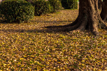 たくさんの落ち葉に覆われた夕方の公園