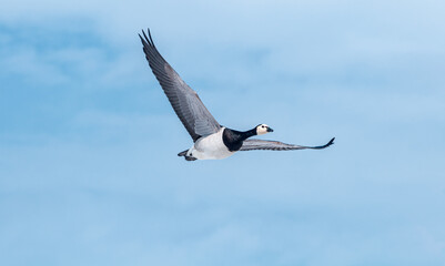 Barnacle Goose (Branta leucopsis) in Barents Sea coastal area, Russia