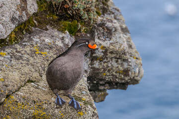 Crested Auklet (Aethia cristatella) at St. George Island, Pribilof Islands, Alaska, USA