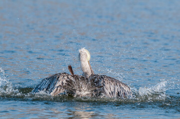 Obraz premium Brown Pelican (Pelecanus occidentalis) in Malibu Lagoon, California, USA