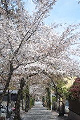京都　向日市　阪急西向日駅界隈の桜