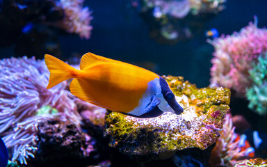 Rabbitfishes or spinefoots, family Siganidae in aquarium tank with reef as background. selective focus and selective white balance