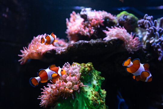 Clownfish or anemonefish are fishes from the subfamily Amphiprioninae in the family Pomacentridae, in aquarium tank with reef as background.