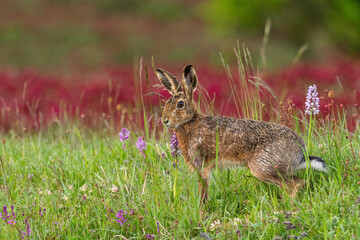 European Hare - Lepus europaeus, common hare from European grasslands, meadows and fields, Czech Republic.