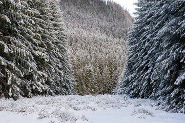 winter forest landscape - 477257155