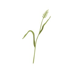 Agropyron grass. Wheatgrass on stem with leaf. Botany drawing of wild field herbaceous plant. Botanical flat vector illustration isolated on white background
