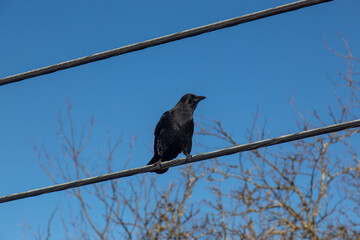 A crow sits on a telephone wire