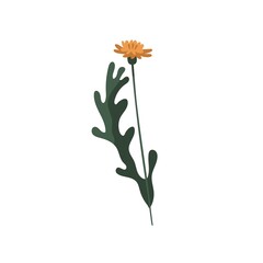 Yellow dandelion on stem. Blooming Taraxacum with leaf. Modern botanical drawing of blossomed wild floral plant. Spring wildflower. Botany flat vector illustration isolated on white background