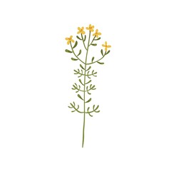 St johns wort flower. Botanical drawing of goatweed. Floral meadow plant. Hypericum, vulnerary herb on stem with leaves. Flat vector illustration of tutsan inflorescence isolated on white background
