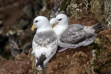 Light-morphed Northern Fulmar (Fulmarus glacialis) at St. George Island, Pribilof Islands, Alaska, USA