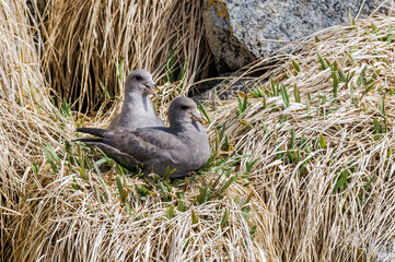 Dark-morphed Northern Fulmars (Fulmarus glacialis) at Chowiet Island, Semidi Islands, Alaska, USA