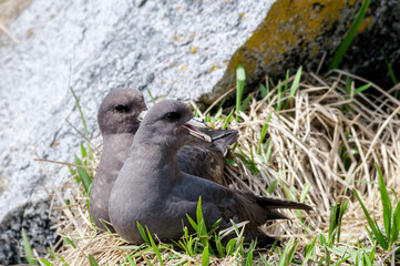 Dark-morphed Northern Fulmars (Fulmarus glacialis) at Chowiet Island, Semidi Islands, Alaska, USA