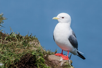 Red-legged Kittiwake (Rissa brevirostris) at colony in St. George Island, Pribilof Islands, Alaska, USA