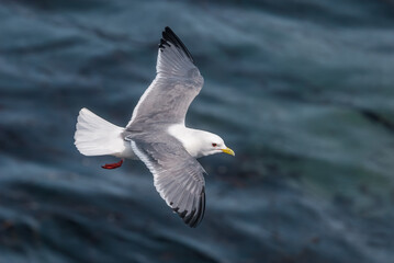 Red-legged Kittiwake (Rissa brevirostris) at colony in St. George Island, Pribilof Islands, Alaska, USA