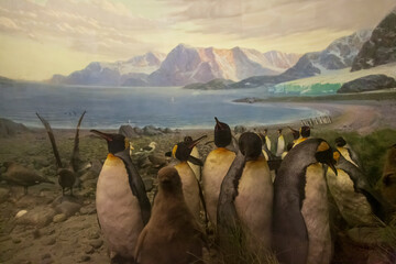 landscape with penguins museum exibit