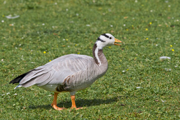 Naklejka na ściany i meble Feral Bar-headed Goose (Anser indicus) in park, Keil, Schleswig-Holstein, Germany