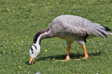 Feral Bar-headed Goose (Anser indicus) in park, Keil, Schleswig-Holstein, Germany
