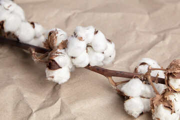 White cotton plant flowers on crumpled craft paper background