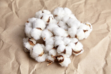 White cotton plant flowers on crumpled craft paper background