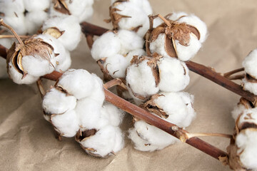 White cotton plant flowers on crumpled craft paper background