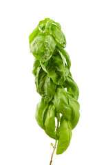 Basil herb with green fresh leaves isolated on white