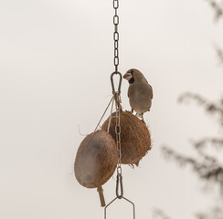 Hawkfinch songbird - winter bird feeding