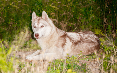 Husky dog walks in the park. Walk down the street with a big dog without a muzzle. Pedigree dog for the protection and protection. Eyes of different colors.