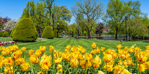 Obraz premium Rows of yellow tulips on a green lawn in the Boston Common. America's oldest park in May. May. Part of the Historic Boston Freedom Trail