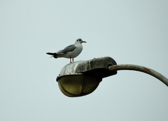 sea gull on a lamppost