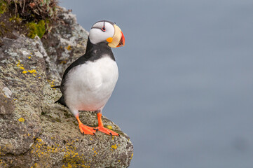 Horned Puffin (Fratercula corniculata) at St. George Island, Pribilof Islands, Alaska, USA