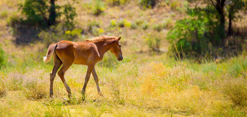 Horses gallop over mountains and hills. A herd of horses grazes in the autumn meadow. Livestock concept, with place for text.