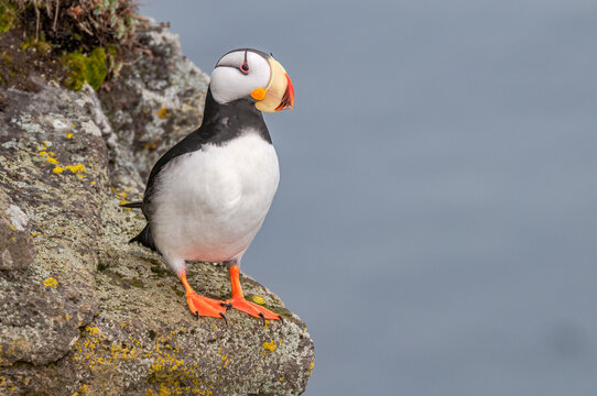 Horned Puffin (Fratercula corniculata) at St. George Island, Pribilof Islands, Alaska, USA