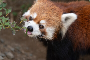 レッサーパンダ