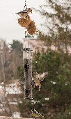 Hawkfinch songbird - winter bird feeding
