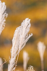 秋の風景　紅葉とススキ