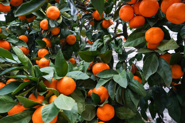 Branch of a tree with ripe tangerines close-up on a blurred background