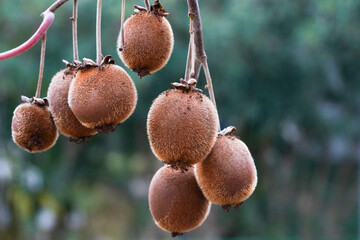 some kiwi fruits on the tree ready to harvest